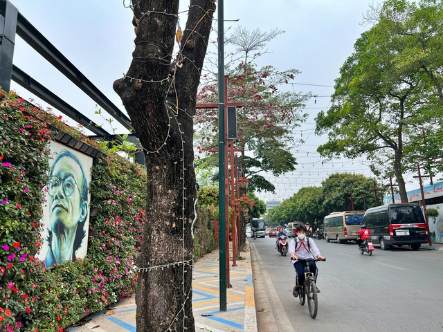 Đề xuất trồng đồng bộ cây giáng hương trong không gian đi bộ Trịnh Công Sơn - Ảnh 1.