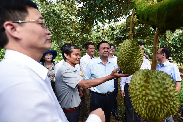 'Sầu riêng Việt Nam không sợ sầu riêng Trung Quốc' - Ảnh 1.