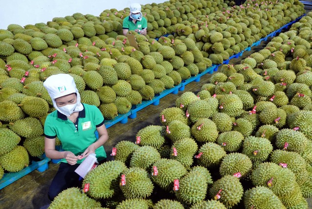 'Cơn sốt' giá sầu riêng hạ nhiệt - Ảnh 1.