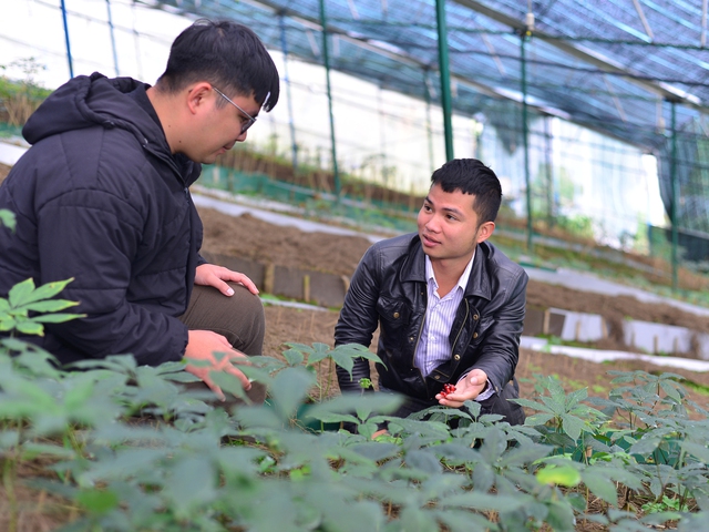 Chàng trai trồng sâm Ngọc Linh trong nhà kính thu nhập hơn 1 tỉ đồng/năm  - Ảnh 1.