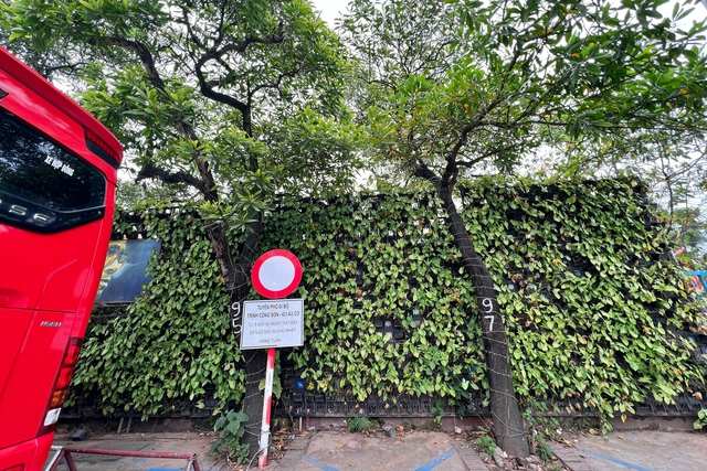 Cận cảnh hàng cây được đề xuất đánh chuyển ở không gian đi bộ Trịnh Công Sơn - Ảnh 4.