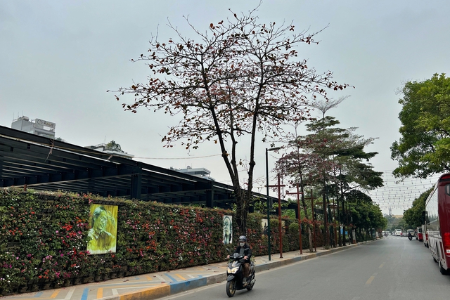 Cận cảnh hàng cây được đề xuất đánh chuyển ở không gian đi bộ Trịnh Công Sơn - Ảnh 1.