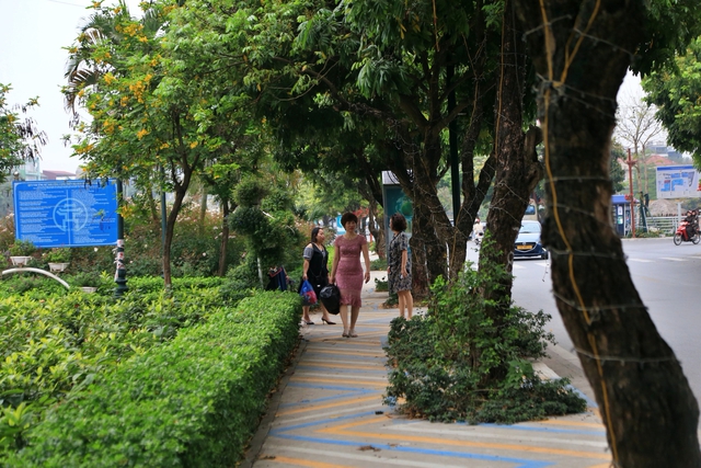 Cận cảnh hàng cây được đề xuất đánh chuyển ở không gian đi bộ Trịnh Công Sơn - Ảnh 5.