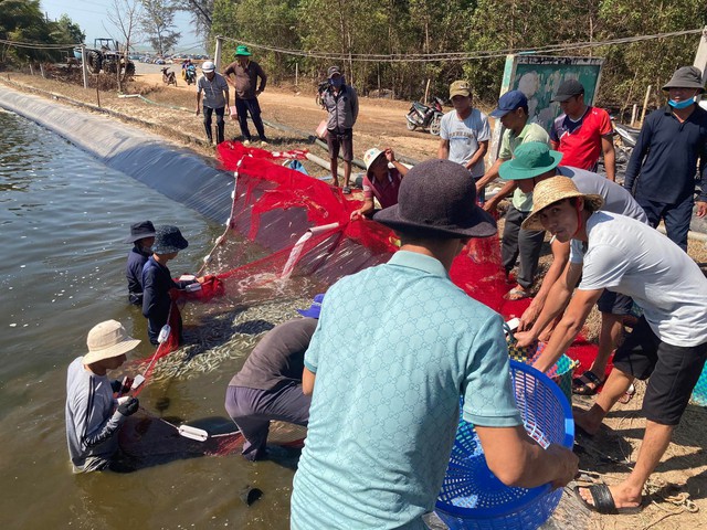 Bình Thuận: Điều tra nguyên nhân nghi dùng thuốc sâu hủy hoại tôm nuôi trong hồ - Ảnh 1.
