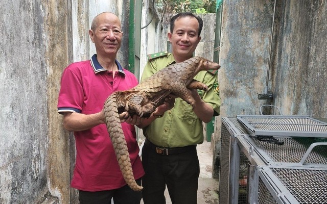 Người dân TP.HCM liên tục bàn giao động vật rừng quý hiếm - Ảnh 1.