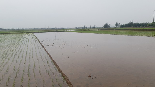Nam Định: Hơn 60 ha lúa nhiễm mặn, chết ngổn ngang - Ảnh 3.