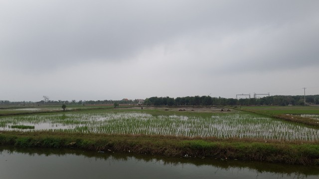 Nam Định: Hơn 60 ha lúa nhiễm mặn, chết ngổn ngang - Ảnh 2.