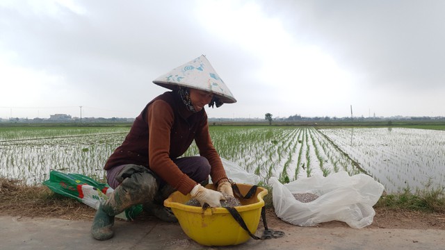 Nam Định: Hơn 60 ha lúa nhiễm mặn, chết ngổn ngang - Ảnh 1.
