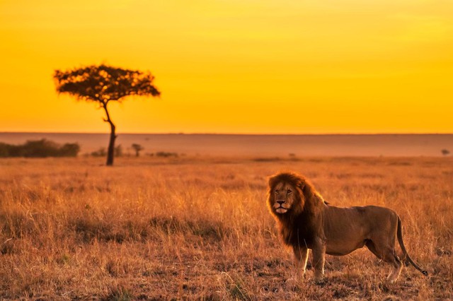 ‘Vua sư tử’ đời thực ở Tanzania đã bị kẻ thù phục kích, thiệt mạng  - Ảnh 1.