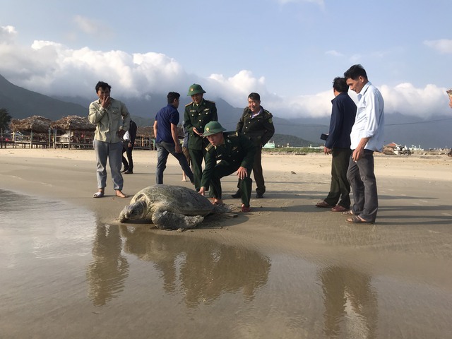 Thừa Thiên – Huế: Rùa biển khổng lồ mắc lưới ngư dân đầm Lăng Cô - Ảnh 1.