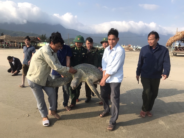 Thừa Thiên – Huế: Rùa biển khổng lồ mắc lưới ngư dân đầm Lăng Cô - Ảnh 2.