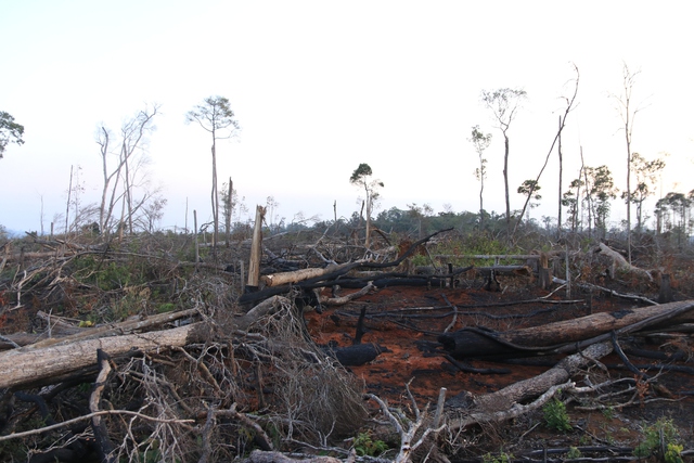 Phá rừng lại 'nóng' ở Đắk Nông - Ảnh 1.