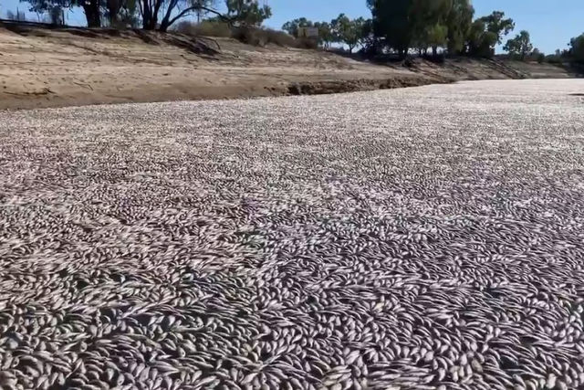Úc: Hàng triệu xác cá chết nổi lềnh bềnh, gây tắc nghẽn một con sông - Ảnh 1.