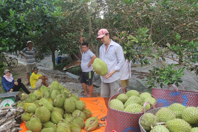 Miền Tây ồ ạt trồng sầu riêng: Mừng hay lo? - Ảnh 1.