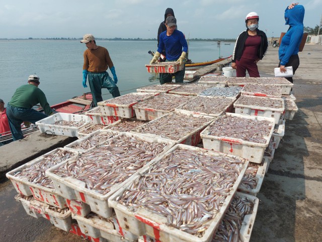 Hà Tĩnh: Ngư dân thu tiền triệu nhờ trúng đậm cá cơm, ốc ruốc biển - Ảnh 1.