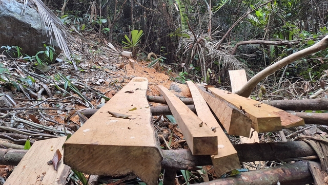 Một số gỗ bị xẻ chưa được vận chuyển đi nơi khác