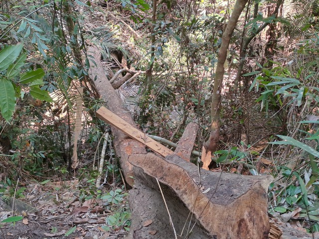Một cây gỗ rừng bị đốn hạ bỏ lại hiện trường
