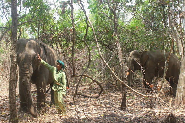 Thêm 2 voi nhà tham gia “du lịch thân thiện – không cưỡi voi” - Ảnh 2.