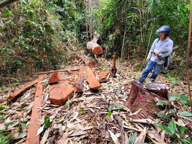 Nhiều cây gỗ rừng ở H.Vân Canh bị chặt hạ, xẻ thành ván để đưa ra ngoài