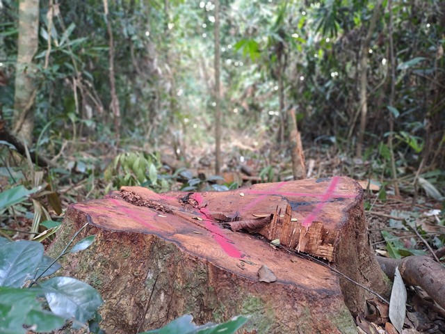 Bình Định: 15 cây gỗ rừng bị lâm tặc đốn hạ trái phép - Ảnh 4.
