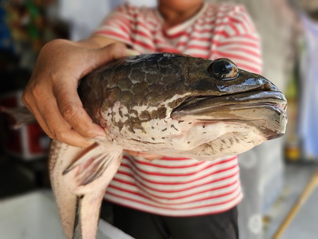 Nông dân miền Tây bắt được cặp cá lóc đồng ‘khủng’, mỗi con gần 7 kg - Ảnh 1.