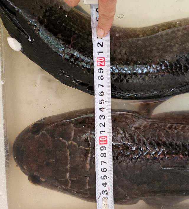 Nông dân miền Tây bắt được cặp cá lóc đồng ‘khủng’, mỗi con gần 7 kg - Ảnh 2.