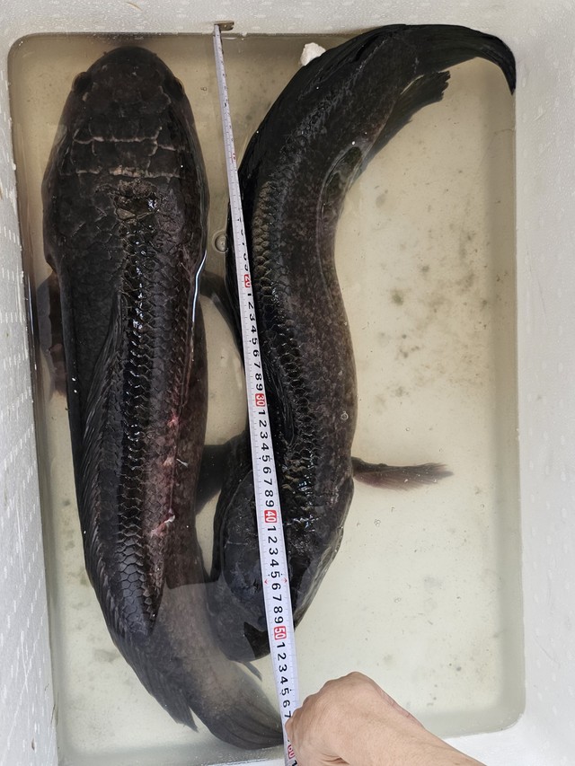 Nông dân miền Tây bắt được cặp cá lóc đồng ‘khủng’, mỗi con gần 7 kg - Ảnh 3.