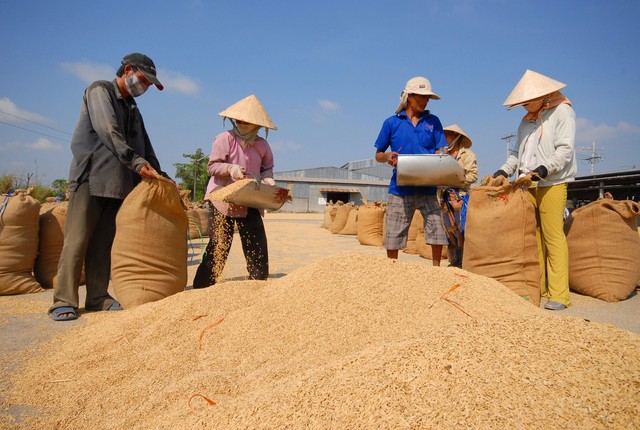 Giá gạo xuất khẩu Việt Nam cao nhất thế giới - Ảnh 4.