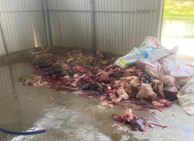 Khánh Hòa phát hiện 5 tấn thịt, nội tạng hôi thối bán cho các khu công nghiệp - Ảnh 1.