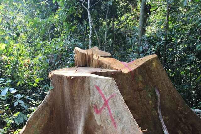Vụ khai thác rừng trái phép ở Bình Định: Có thể xử theo khung hình sự - Ảnh 1.