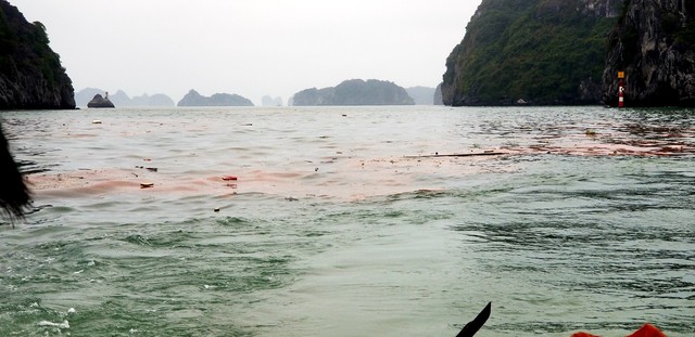 Hải Phòng: Thủy triều đỏ và rác thải bủa vây vịnh Lan Hạ - Cát Bà - Ảnh 2.
