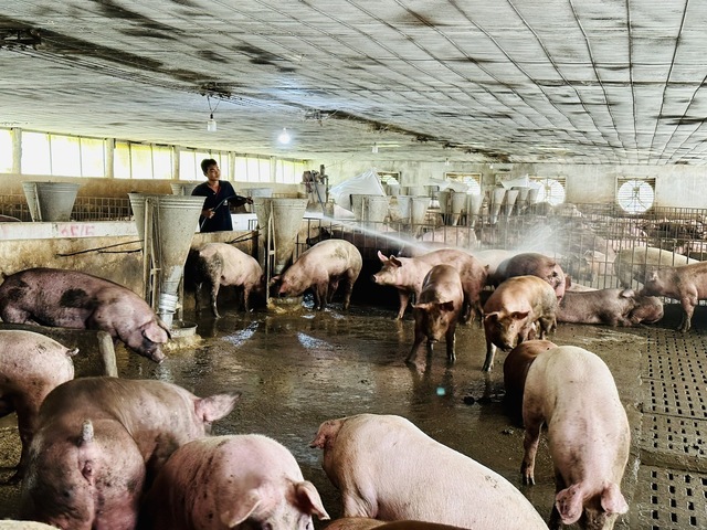 Ngân hàng Nhà nước phản hồi đơn ‘kêu cứu’ của người chăn nuôi Đồng Nai - Ảnh 1.