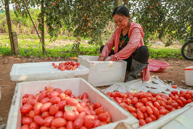 Nông dân trồng nhót mỏi mắt chờ thương lái - Ảnh 1.