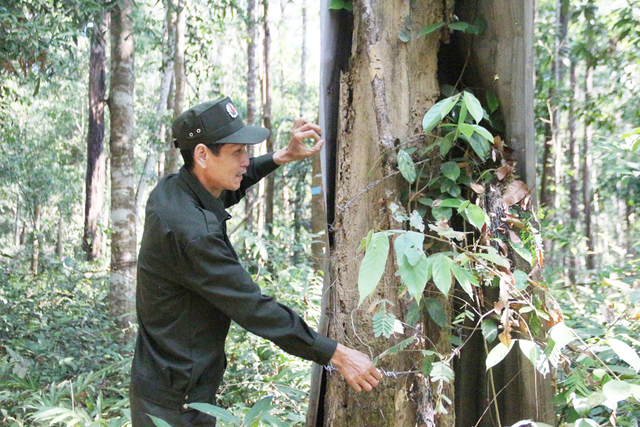 Chuyện ở khu rừng trắc quý nhất Việt Nam - Ảnh 1.