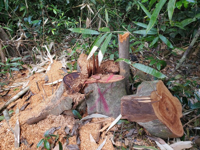 Nhiều cây gỗ rừng tại tiểu khu 316, xã Canh Liên có dấu vết đốn hạ còn rất mới