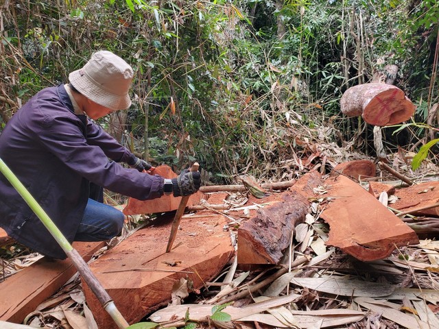Hiện trường vụ khai thác rừng trái pháp luật tại xã Canh Liên