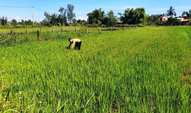 Không có đơn vị đấu thầu xây đập, gần 2.000 ha lúa nguy cơ chết khô - Ảnh 2.