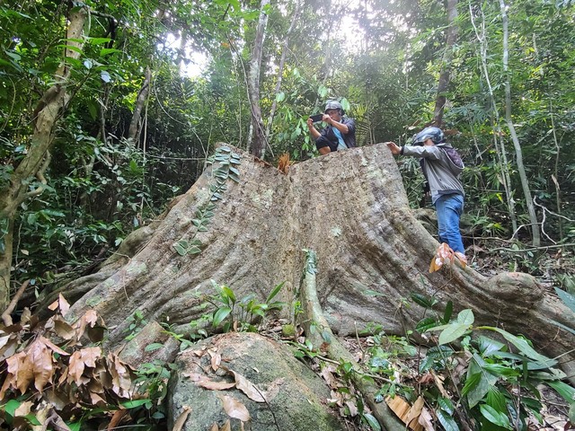 Một cây gỗ lớn bị khai thác tại tiểu khu 316, xã Canh Liên