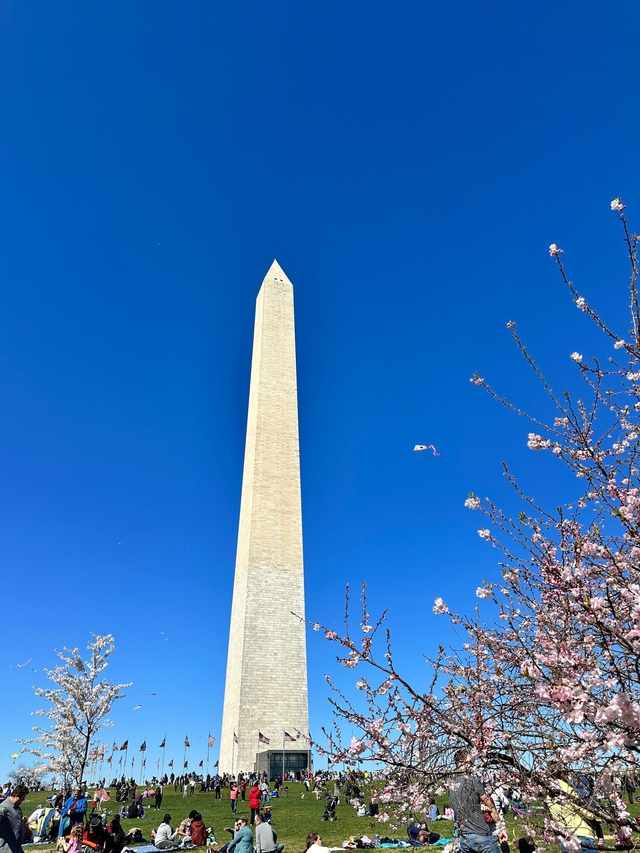 Washington D.C., thành phố mùa xuân rợp hoa anh đào - Ảnh 2.