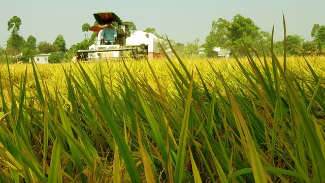 Gạo đi Trung Quốc đang khó, nay đã có Indonesia - Ảnh 1.