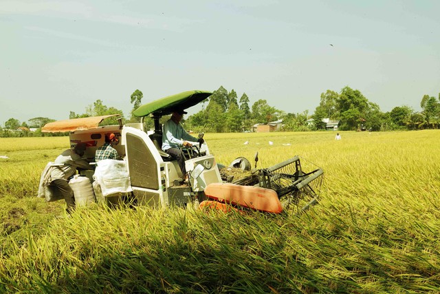 Ấn Độ cấm xuất khẩu gạo, giá cao không tưởng, Bộ Công thương khuyến nghị khẩn - Ảnh 1.