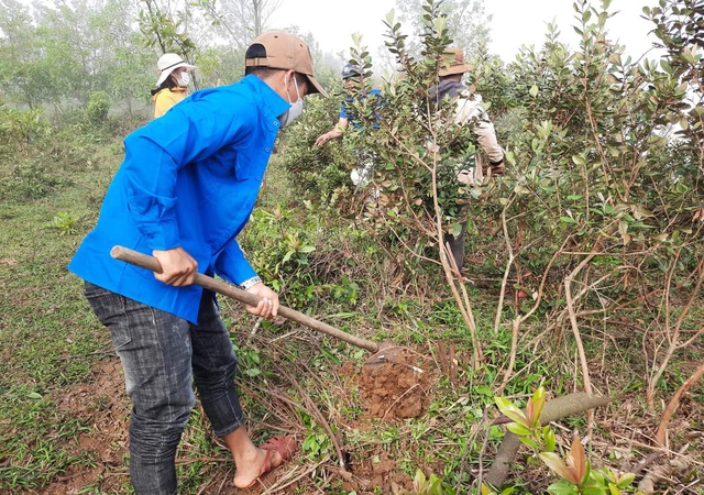 Quảng Ngãi: Cải tạo 300 cây sim trên thảo nguyên Bùi Hui để phát triển du lịch - Ảnh 2.