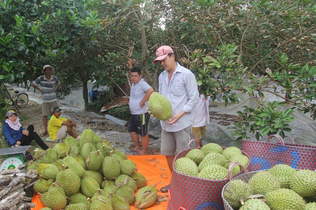 Sầu riêng phát triển 'nóng' có đáng lo ? - Ảnh 1. Sầu riêng phát triển 'nóng' có đáng lo ? - Ảnh 1.