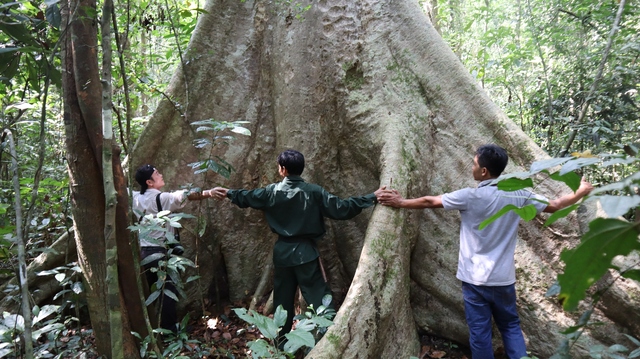 Tỷ lệ che phủ rừng tại Bình Phước là 22,66% - Ảnh 2.