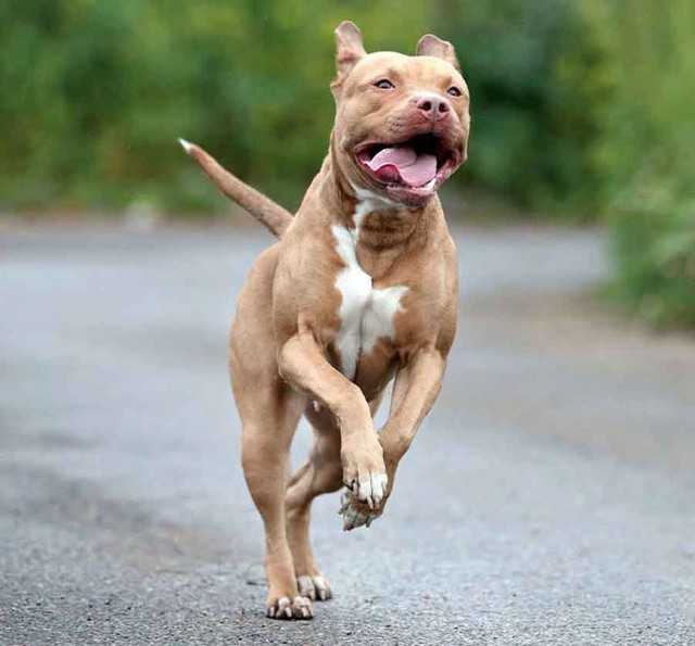 Bé gái 6 tuổi bị chó Pitbull tấn công nát mặt, phải khâu cả nghìn mũi - Ảnh 1.