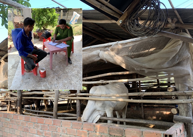 Tây Ninh: Bắt giữ đường dây buôn lậu bò qua biên giới - Ảnh 1.