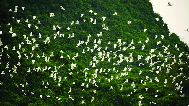 Đàn cò trắng hàng trăm con bay lượn trên mặt hồ chùa Tam Chúc