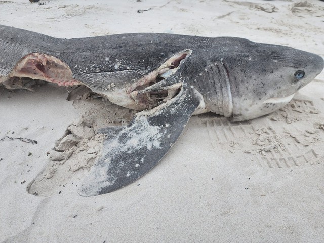 Cặp cá voi sát thủ 'xử đẹp' 20 con cá mập quý hiếm ở Nam Phi - Ảnh 1.