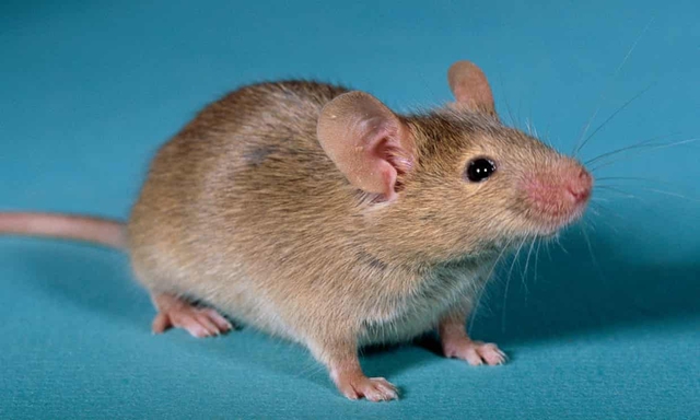 Giới khoa học tạo ra chuột con từ 2 con chuột đực - Ảnh 1.