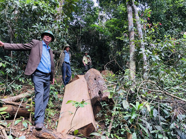 Gia Lai: Nhiều cây rừng bị đốn hạ trái phép - Ảnh 1.
